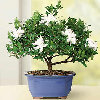 Bonsai 3