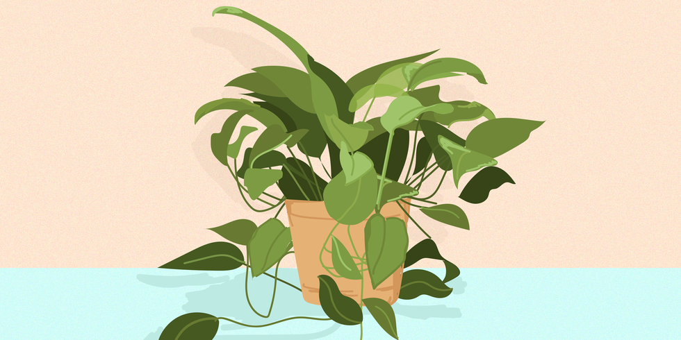 Pothos plant illustration