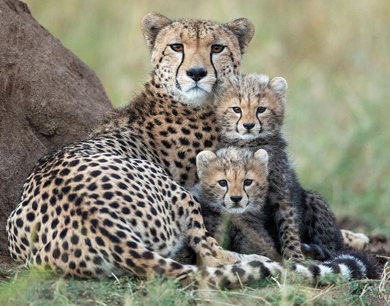 Cheetahs