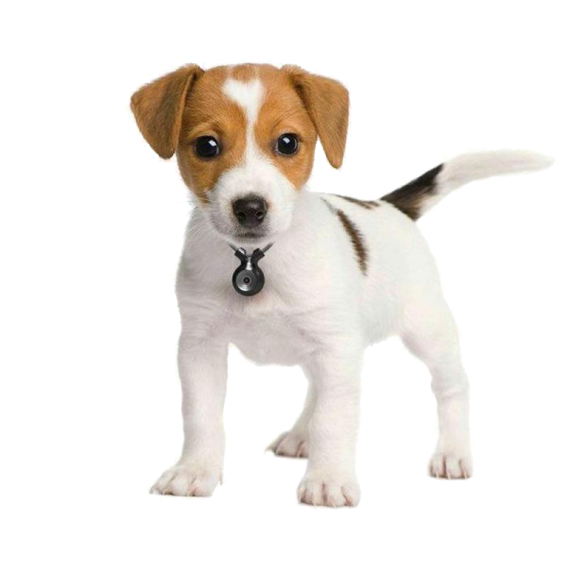 happy jack russel terrier