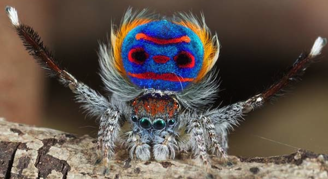 peacock spider