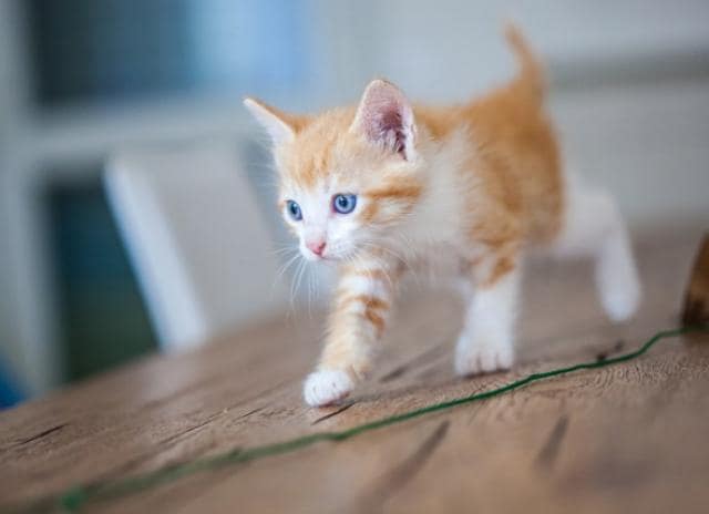 orange-kitten