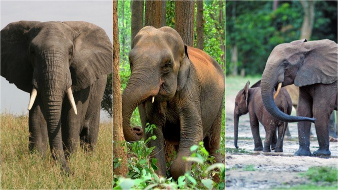 Three pictures (Left to Right) African Savannah Elephant, Asian
    Elephant, and African Forest Elephant