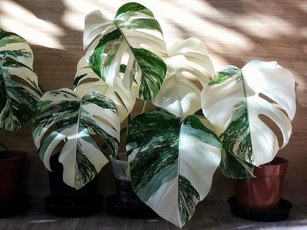 Monstera Albo