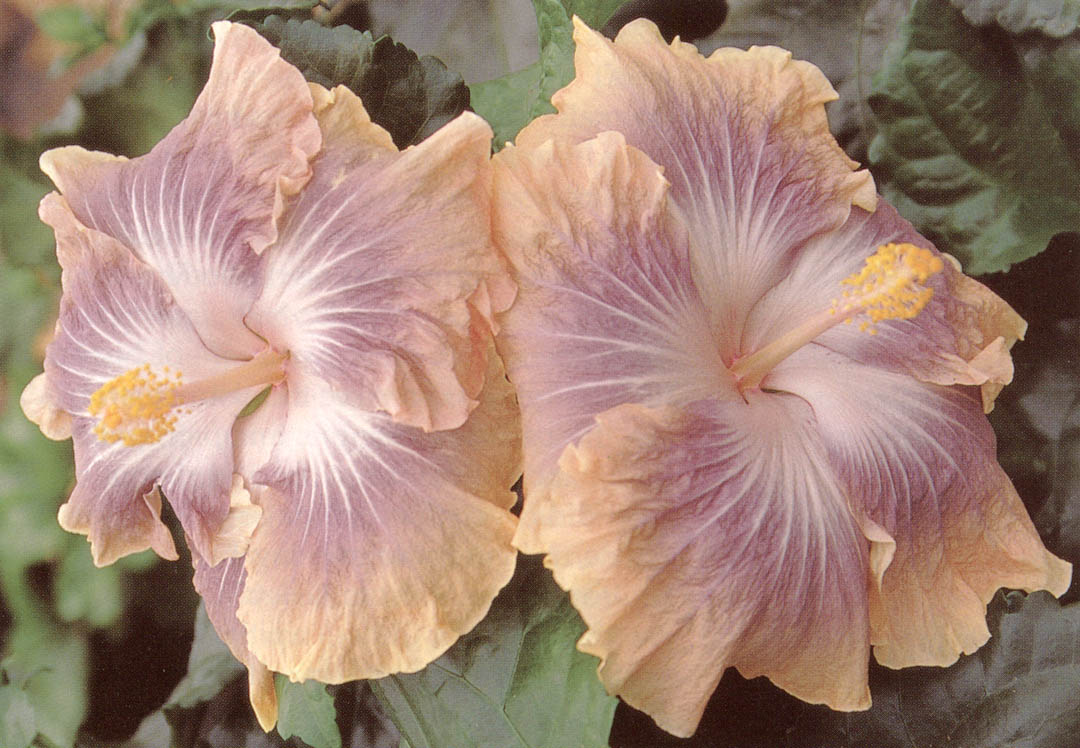 two hibiscuses