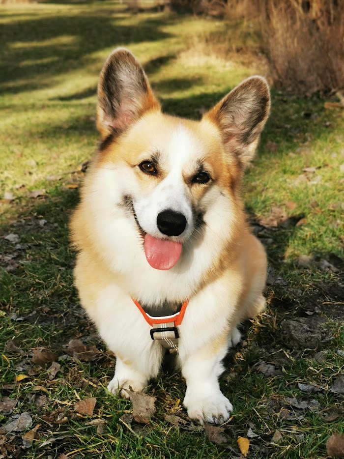 Welsh Corgi Pembroke