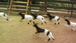 goats running