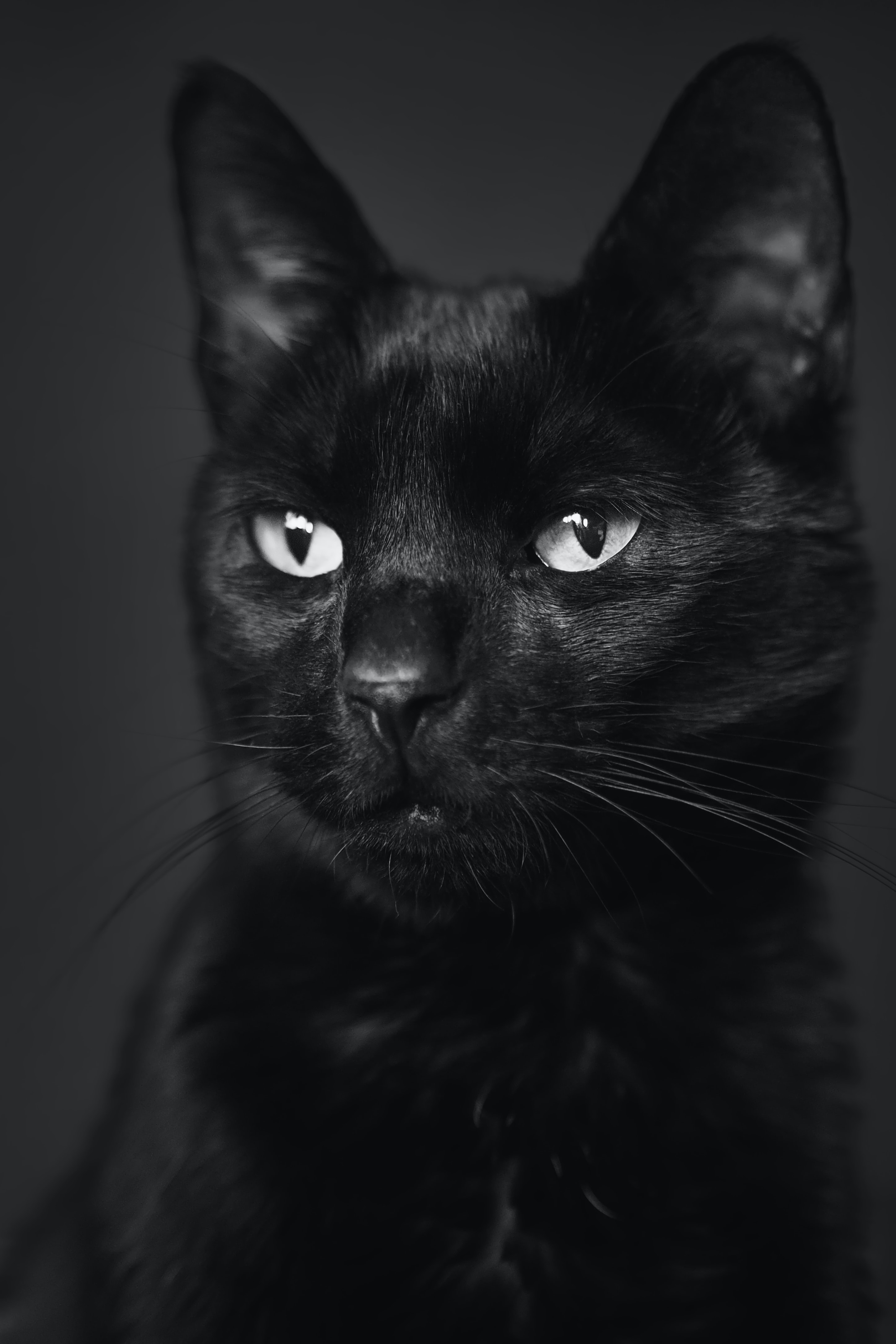 A black cat