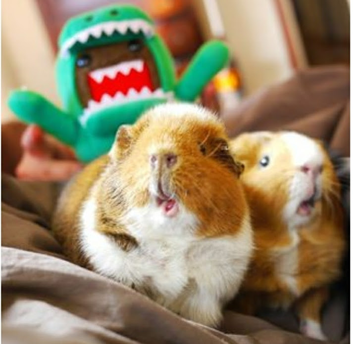 guinea pigs
