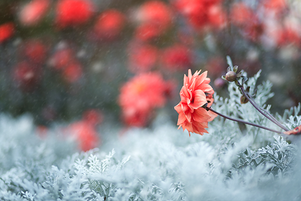 Winter flowers