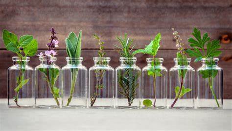 Essential oils plants