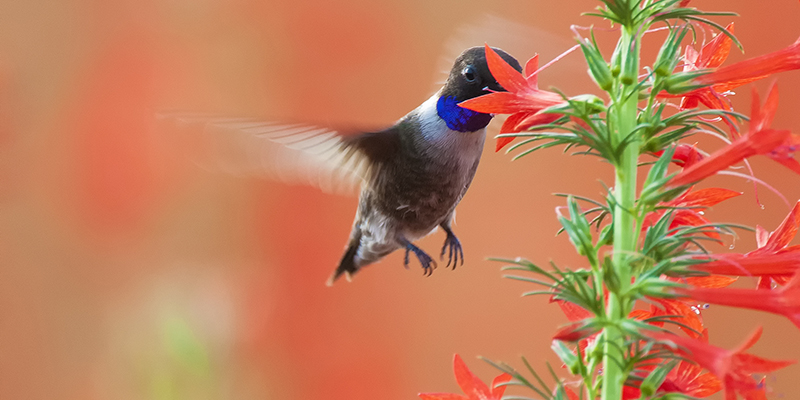 Blue, grey, and brown hummingbird feeds from a red trumpet-shaped flower; background is an out-of-focus wash of orange-red color 