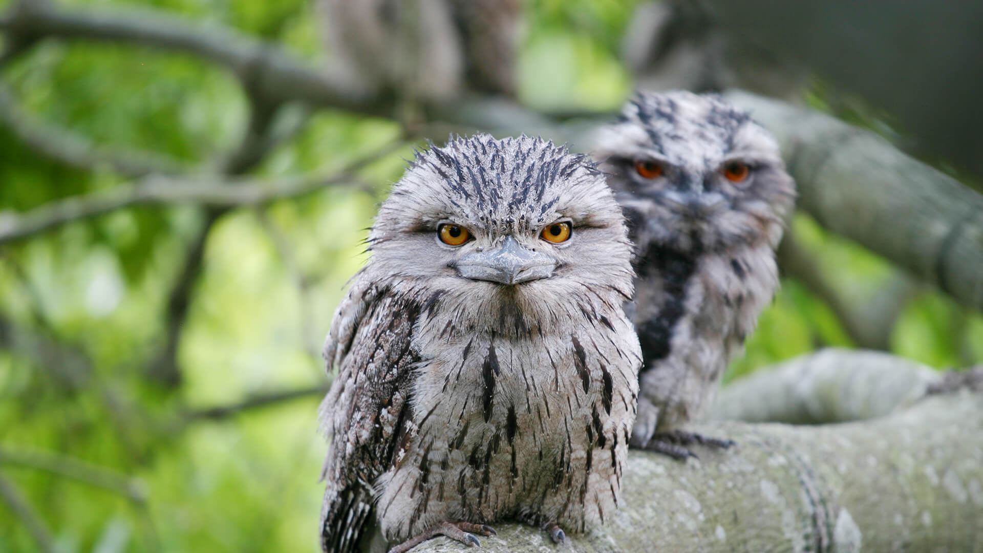 Two Tawny Frogmouth birds