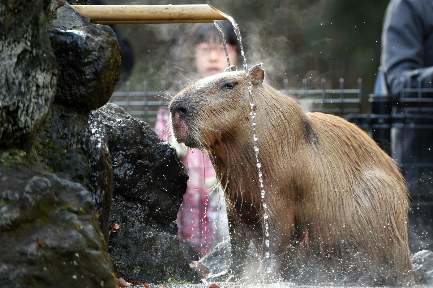 Capybara Spa