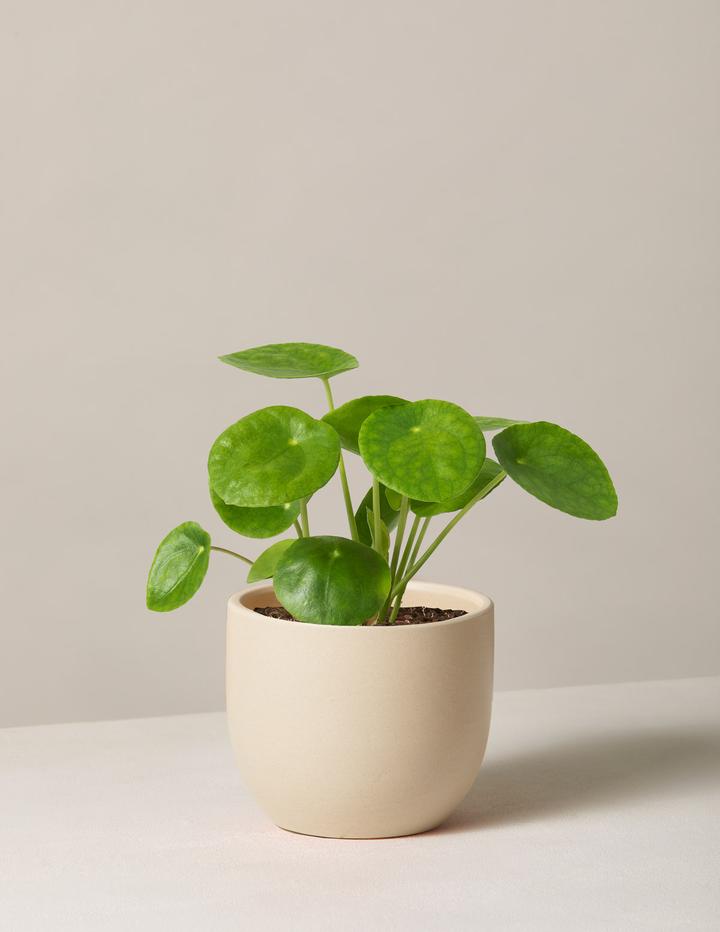 Pilea plant in pot
