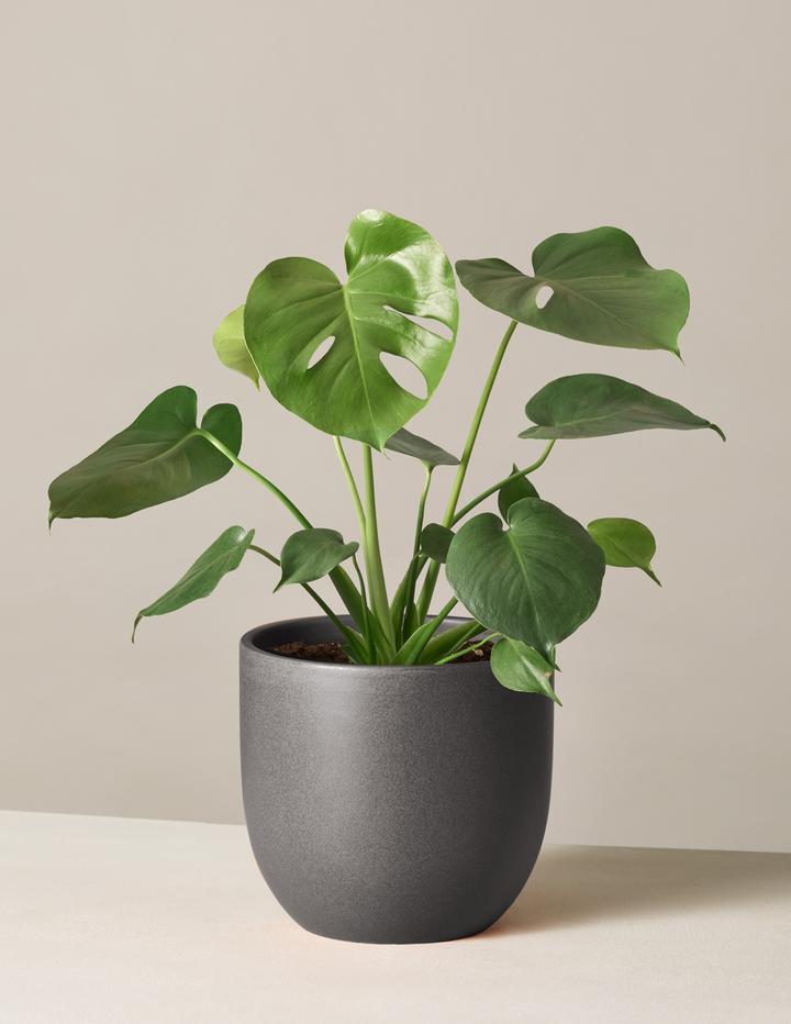 Monstera Deliciosa plant in pot