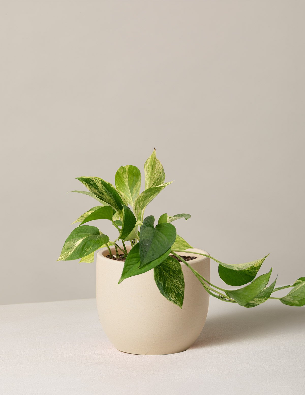 Marble Queen Pothos plant in pot