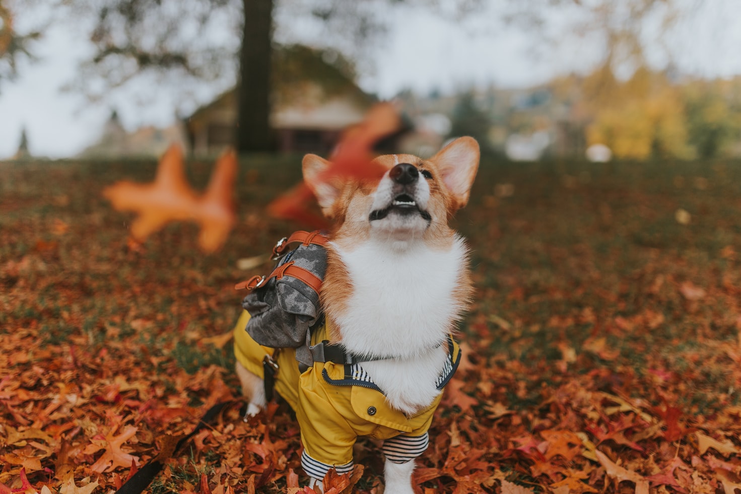 corgiAutumn