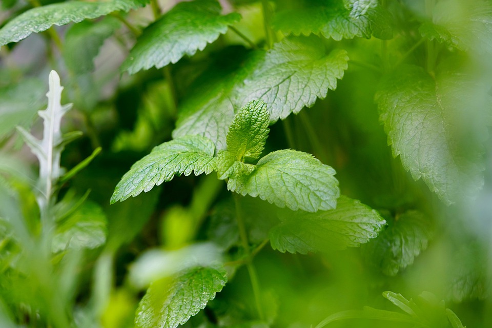 Lemon Balm