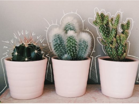 Cacti arranged in pots