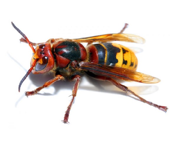 europeanhornet