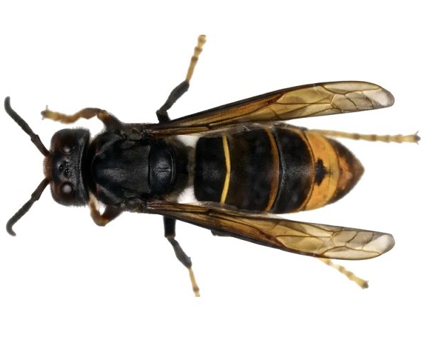 asianhornet