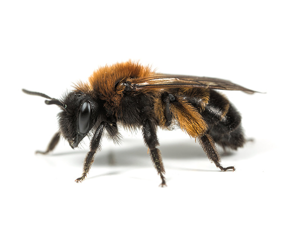 solitarybee