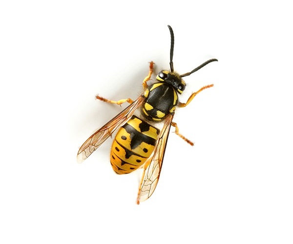 wasp