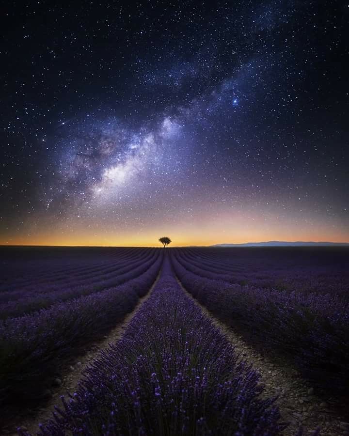 galaxy and lavender field