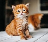 cute cat 2