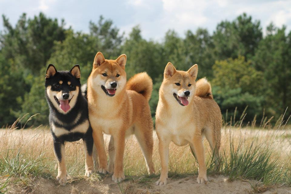  Shiba Inu pack