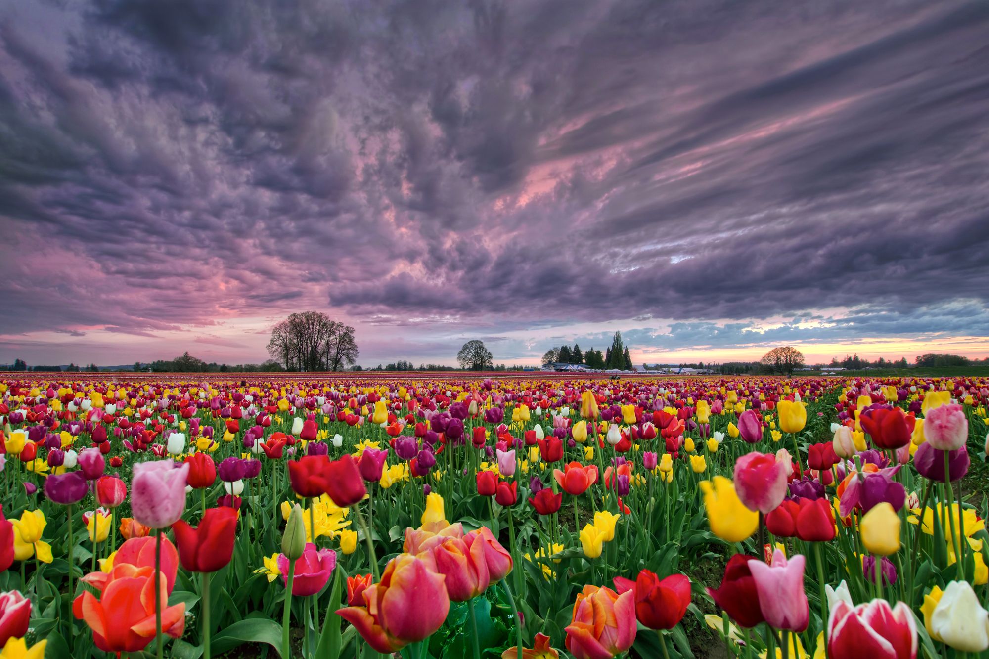 A field of tulips