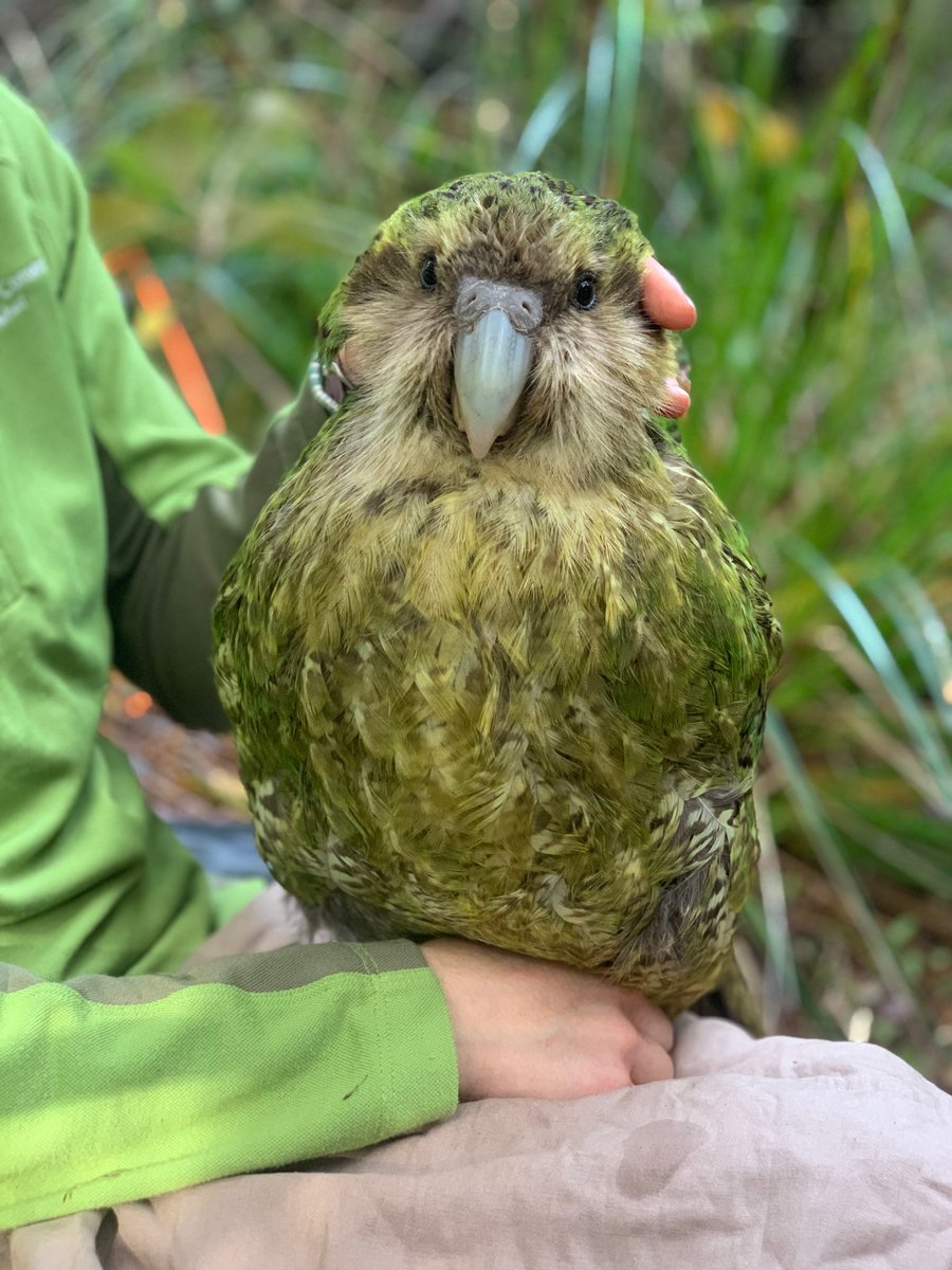 Cute Kākāpō