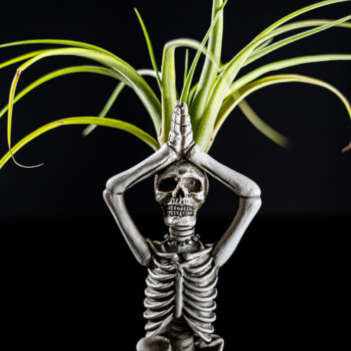 Happy Skeleton in Upavistha Parvatasana Vajrasana pose