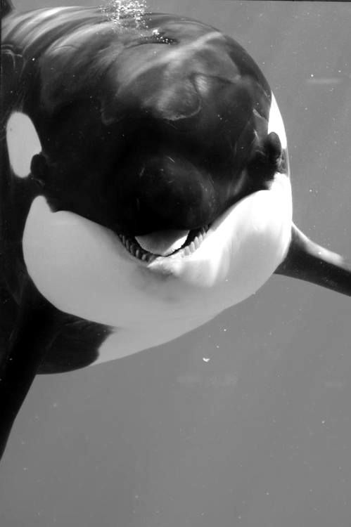 smiling orca