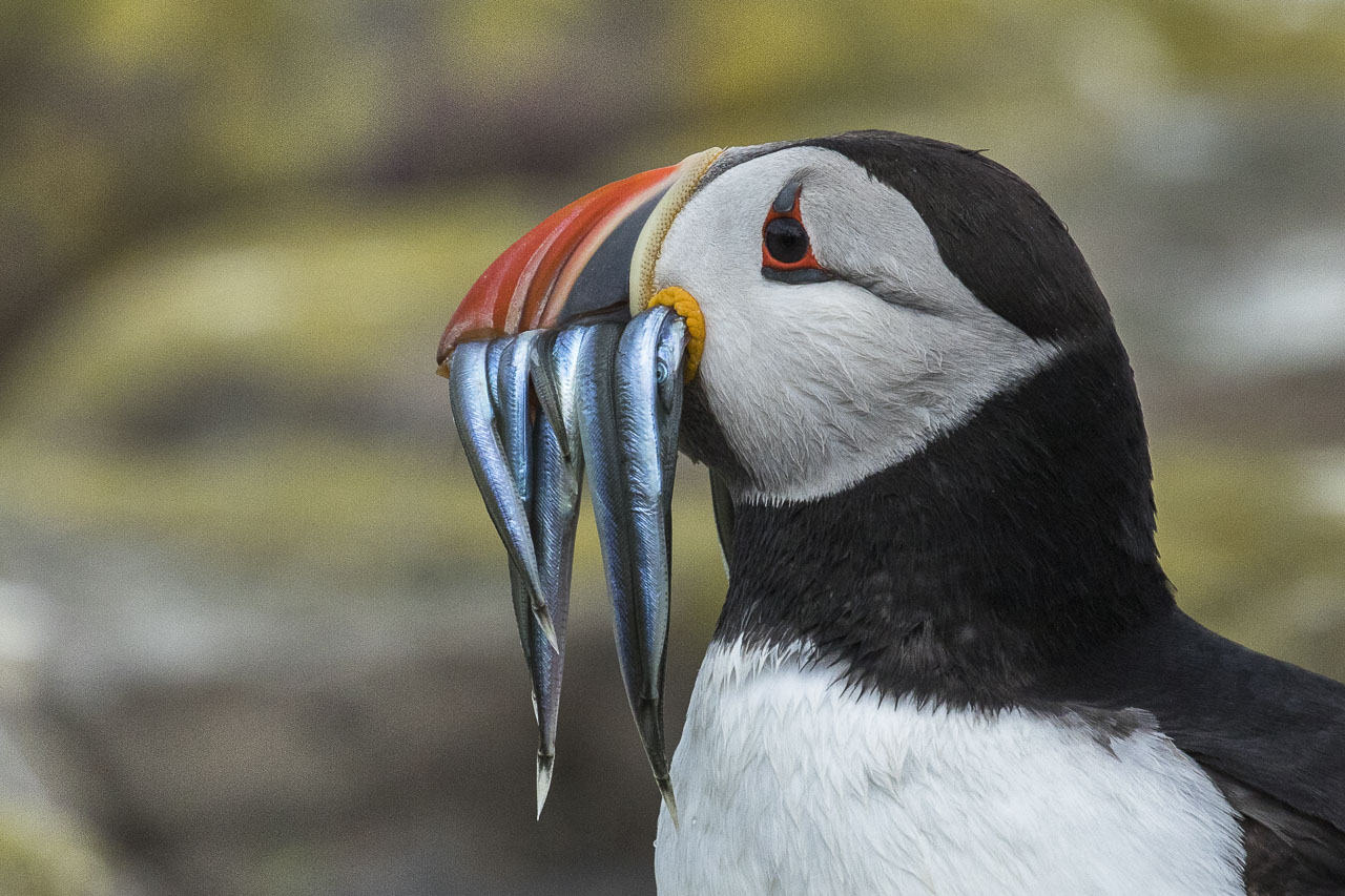 Atlantic puffin with fish