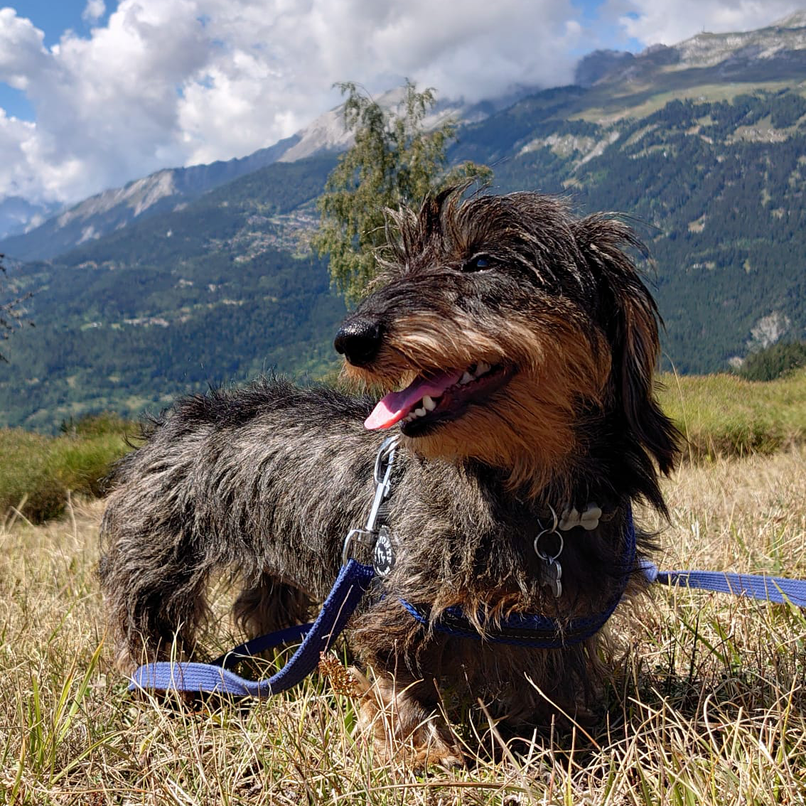 wire-haired dachshund
