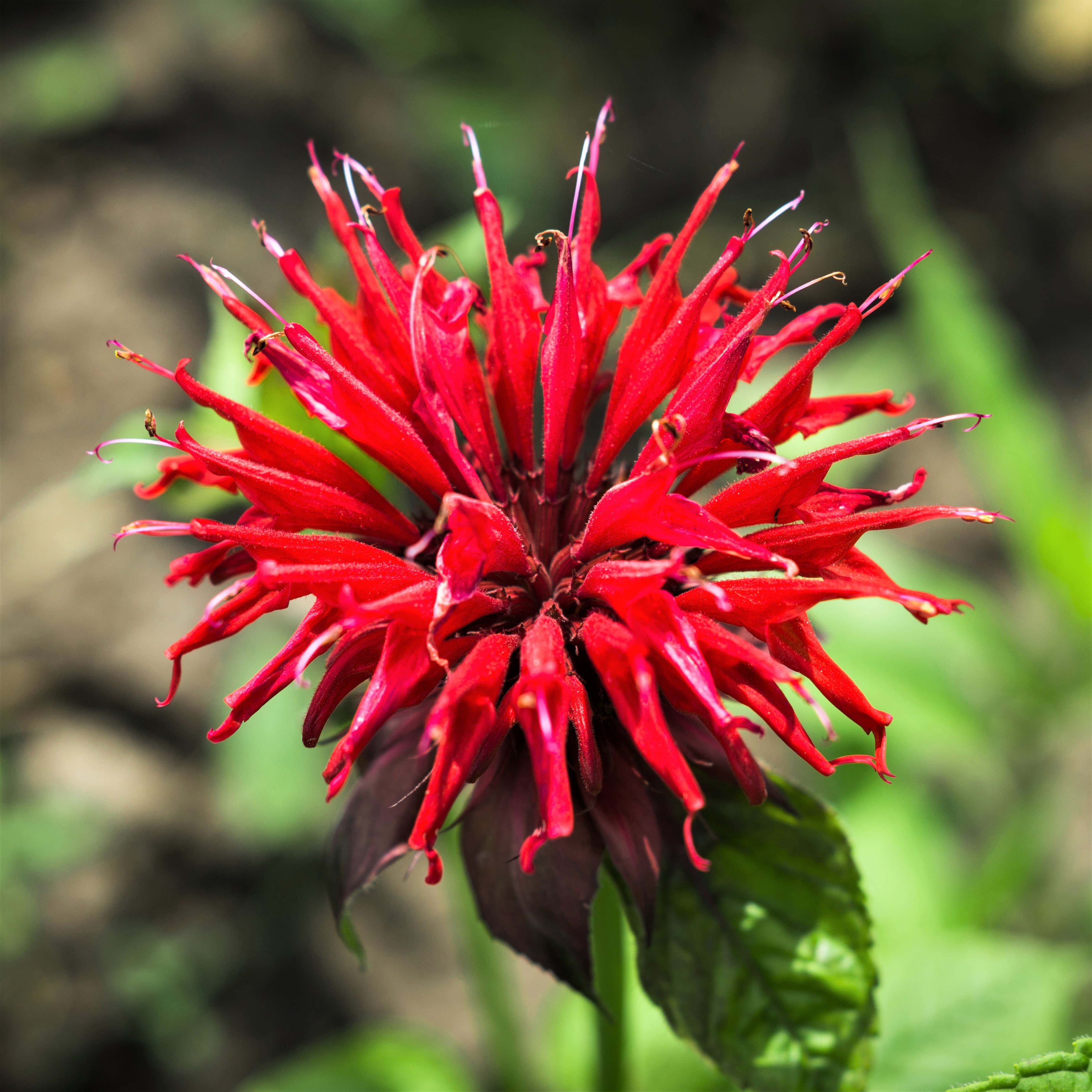 Red bee balm flower