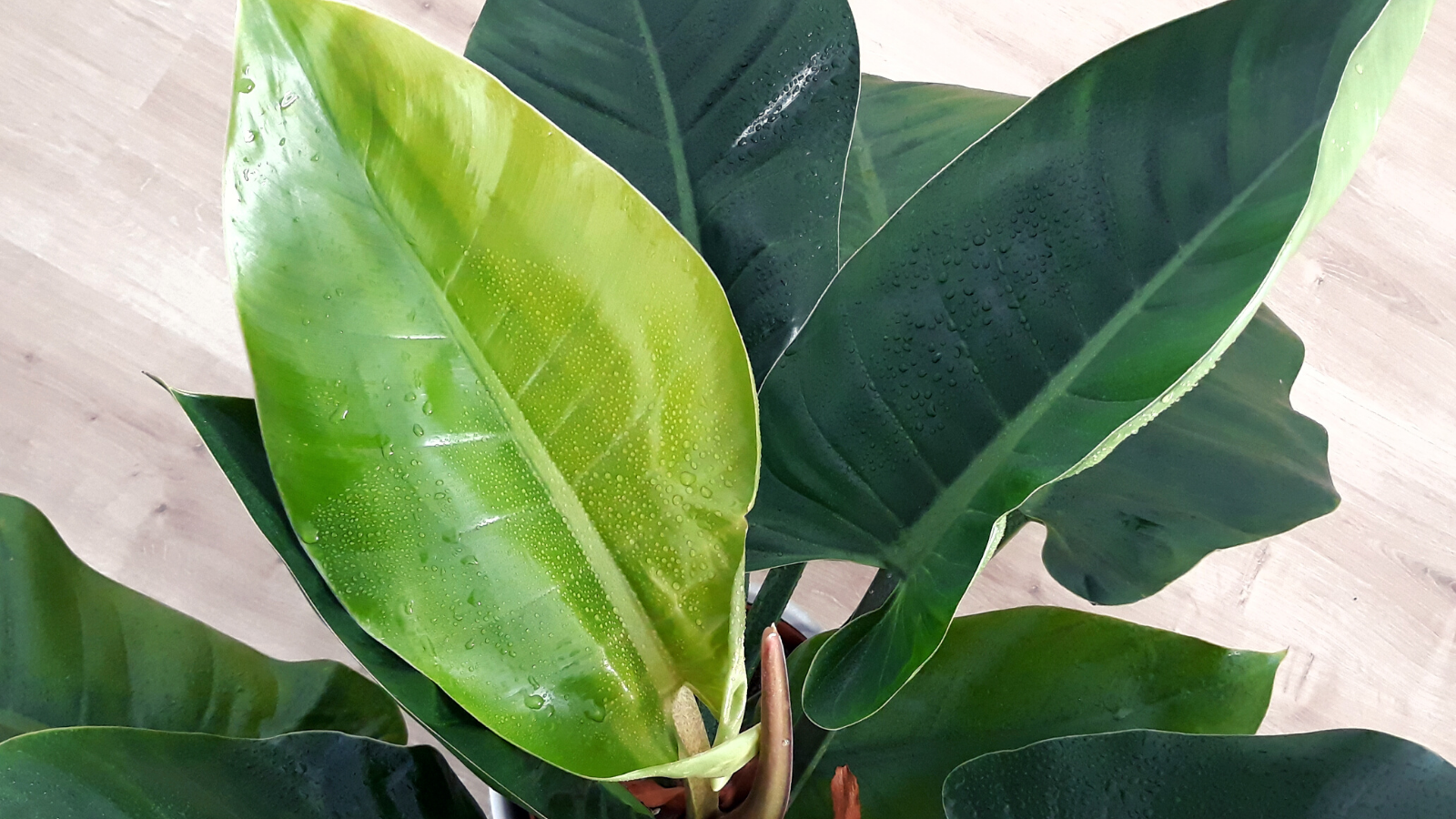 Philodendron Imperial Green