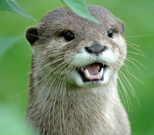Otter_group