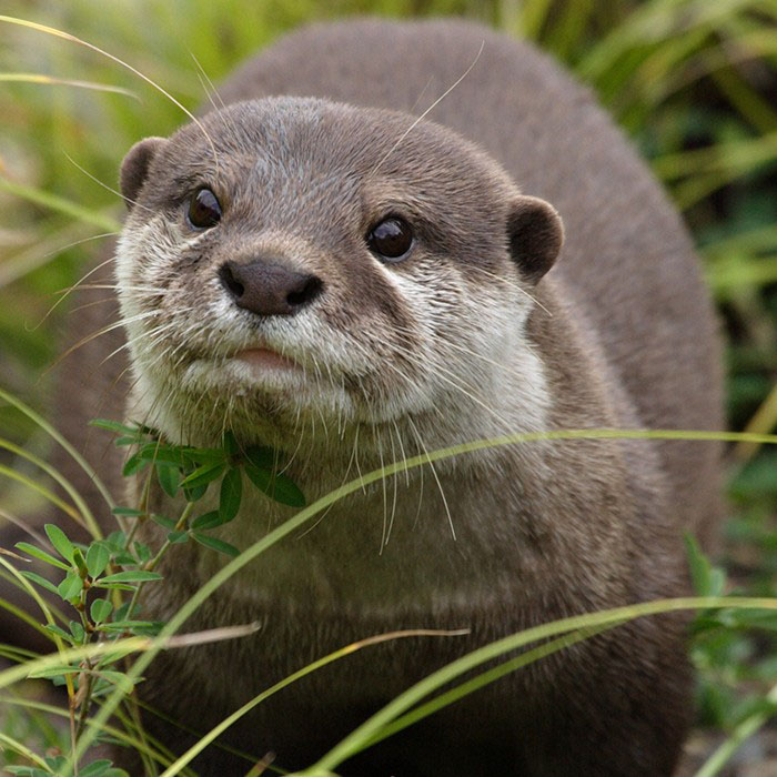 Otter_group