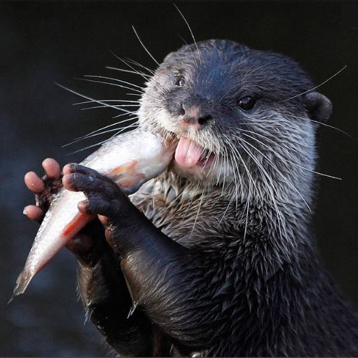 Otter_group