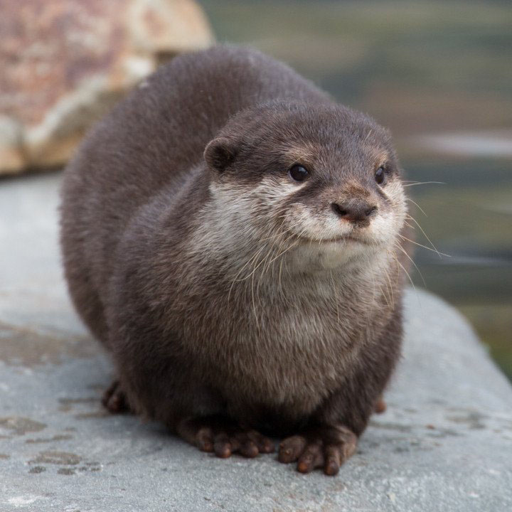 Otter_group