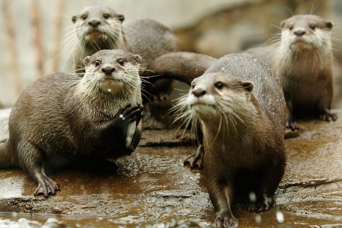 Otter_group