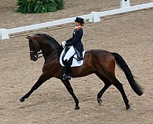 dressage