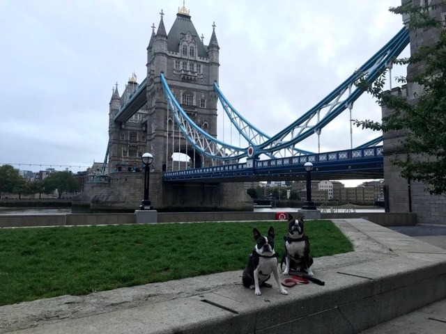 Two dogs in front of Tower Bridge