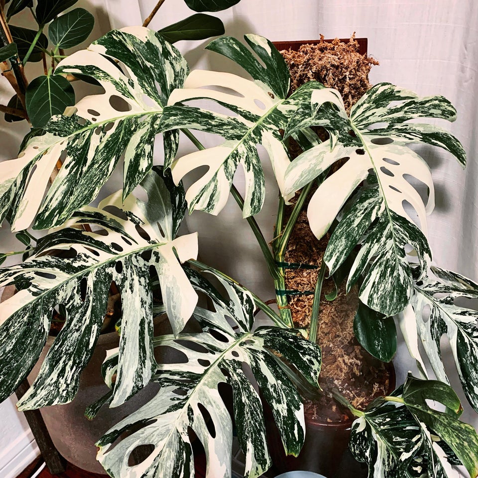 Monstera Albo