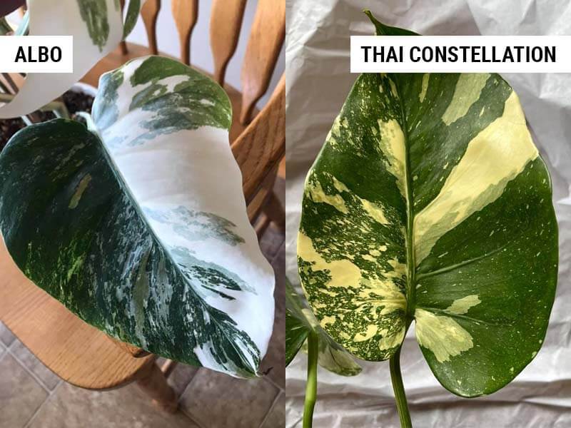 Monstera albo vs monstera-albo-vs-thai-constellation