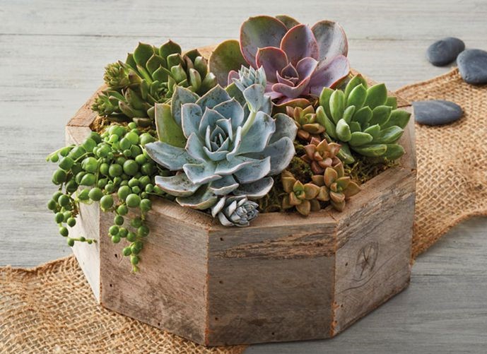 Succulent Cuttings