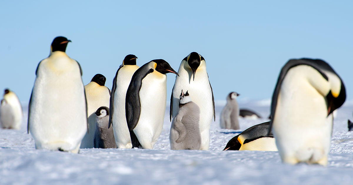 emperor penguin
